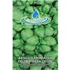 acquaverde Semi Di Basilico Aromatico Ligure Per Orto In Bustina