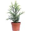 eGarden.store - Pianta vera di Cryptomeria Japonica Vilmorin Gold o Cedro Giapponese Dorato - Altezza pianta: 10 cm Diametro vaso: 9 cm - Conifera rustica foglie variegate ideale per siepi o in vaso