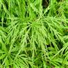 GardenersDream Acer palmatum Dissectum | Acero giapponese Pianta da giardino deciduo Arbusto in vaso