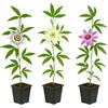Exotenherz Piante da arrampicata - Passiflora Tricolor - Set da 3 - Vaso da 11 cm