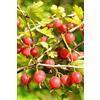 eGarden.store Pianta di Uva Spina Rossa Albero di Uva Spina Rossa Età 2 anni Pianta da frutto di Uva Spina Rossa in vaso Pianta vera di Uva Spina venduta da eGarden.store