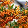 Vivaio di Castelletto Piracanta Arancione Pyracantha coccinea Orange Glow Agazzino pianta da siepe sempreverde in vaso 2 litri h. 160/200 cm Vivaio di Castelletto