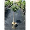 Vivaio di Castelletto Ulivo Olivo Pianta di Olea Europea Albero Adulto, Età 10 Anni, Pianta in Vaso ø 26 cm, Vivaio di Castelletto