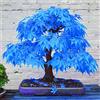 Generic 20 pezzi di semi di albero di acero blu:Seeds