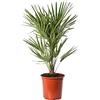 GardenersDream Pianta di palma europea Chamaerops Humilis resistente rara ed esotica per esterni.