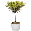 Bonplants Alberello di Ulivo Vero, Olea Europaea, Pianta Longeva e Simbolica, Vaso 17 cm, h 60 cm (Vaso Bianco)