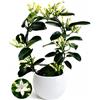 POWERS TO FLOWERS - STEPHANOTIS, GELSOMINO DEL MADAGASCAR IN VASO CERAMICA BIANCO A CERCHI CONCENTRICI, pianta vera