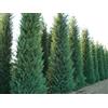 Vivaio di Castelletto Cipresso di Leyland Cupressocyparis leylandii pianta da siepe in vaso h 60/80 cm Vivaio di Castelletto