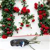 Blue Magic Design Rosa rampicante rossa a radice nuda resistente Paul Scarlet - Colore audace per bordi del giardino, siepi di sentieri, espositori a traliccio e paesaggistica