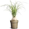 Generico Beaucarnea recurvata su vaso cm 11 h cm 30