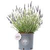 Vannucci Piante - Lavandula angustifolia 'Hidcote' compatta, Lavanda, Pianta vera in vaso, Pianta da terrazzo