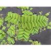 PROXIMUS_N1 OMGSalvinia natans - watermoss galleggiante