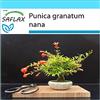 SAFLAX - Confezione regalo - Melograno nano - 50 semi - Punica granatum nana