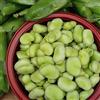 Franchi Sementi Semi Fava Da Orto Aguadulce Supersimonia Franchi Sementi 500g