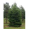 Generico 25 Semi di Abete Bianco (Abies Alba)