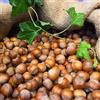 Vivai Decandia Giovanni PIANTA DA FRUTTO NOCCIOLO TONDA GENTILE DELLE LANGHE in vaso 20 età 2/3 anni
