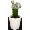 POWERS TO FLOWERS EUPHORBIA LACTEA CRESTATA IN VASO CERAMICA, pianta vera