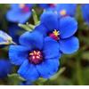 Generic 200 semi - Primula Blu