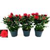 POWERS TO FLOWERS - ROSA DA GIARDINO RAMPICANTE e RIFIORENTE, ROSA ROSSA, 3 PIANTE, Piante Vere