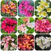 Generic semi di frangipane - plumeria - arbusti a crescita rapida, sempreverdi resistenti, siepi arbusti primaverili, decorazione del soggiorno da balcone, 200pcs
