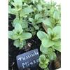 Gardenlovers 'Menta piperita russa' BIO pianta erbacea menta
