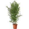KENTIS - Bambusa Aurea con Decorazione Vaso in Juta - Bamboo Pianta Vera da Esterno - Bambù Piante per Giardino - H 170-200 cm Vaso Ø 24 cm