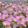 Generic Semi di enotera, Le perenni sono perenni resistenti Oenothera biennis, Le da giardino sono perenni resistenti le da giardino roccioso 500pcs