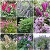Generic Semi di Buddleja davidii, serre da balcone semi di da esterno resistenti giardino arbusti selvatici vecchie varietà balcone giardino arbusti a crescita 85pcs
