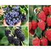 Vivai VALTELLINA KIT MIRTILLO GIGANTE AMERICANO, LAMPONE ROSSO, MORA SENZA SPINE