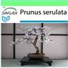 SAFLAX - Ciliegio del Giappone/Sakura - 30 semi - Prunus serulata