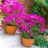 Vivaio Santabernadetta Pianta vera rampicante fiorita BOUGAINVILLEA BOUGANVILLEA FUCSIA RAMPICANTE PIRAMIDALE