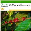 SAFLAX - Pianta di caffè - 8 semi - Con substrato - Coffea arabica nana