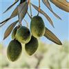 Vivai Decandia Giovanni PIANTA DI ULIVO NOCELLARA DEL BELICE da mensa in vaso 20/fitocella età 2/3 anni
