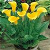 SVI 50 Zantedeschia aethiopica, gigante giallo Semi Calla Lily. Semi giallo calla
