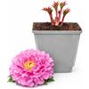 POWERS TO FLOWERS - PAEONIA ERBACEA, PEONIA ROSA, PIANTA DI 2 ANNI, pianta vera
