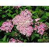 Generico AMDGarden Pianta di Spirea Bumalda Rosa Giapponese in Vaso 16/18 cm