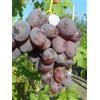 Generico UVA DA TAVOLA VIOLA ATTILA,SENZA SEMI,RESISTENTE, GRANO CROCCANTE, PRECOCE,VASO 2 LITRI 40-50 CM