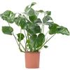 GardenersDream Pianta del formaggio svizzero Monstera Deliciosa, pianta da interno sempreverde in vaso.