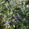 le Georgiche Vivai le Georgiche - Pianta vera di Caryopteris x clandonensis Kew Blue - vaso Ø 18 cm - altezza alla vendita 30-40 cm