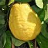 Generico CITRUS LEMON CEDRO GIGANTE -10 SEMI FRESCHI