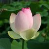le Georgiche Vivai le Georgiche - Pianta vera di Nelumbo nucifera Rosea Fior di Loto - vaso Ø 30 cm