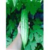 Generic 15 Zucca Melone Amaro Bio Ampalaya 2017 Mezza Freschi Dal Mio Giardino