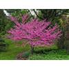 Vivaio di Castelletto Cercis siliquastrum Albero di Giuda pianta in vaso da 1 litro h 40/60 cm Vivaio di Castelletto