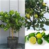 SAVINI VIVAI L'ARTE DI FARE NATURA SAVINI VIVAI Pianta di Agrumi Limetta Acida Messicana in Vaso da 20 cm Altezza 70 cm 2-3 Anni di innesto Made Italy