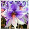 Generic Bulbes d'Amaryllis-Ation rare, merveilleuses fleurs roses, croissance vigoureuse des tiges et des feuilles-3 Bulbi, D: Graines