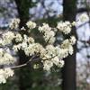 le Georgiche Vivai le Georgiche - Pianta vera di Prunus spinosa Prunus platyphylla, Prunus myriocephala Prugnolo, Ciliegio giapponese, Ciliegio da fiore - altezza alla vendita 100-120 cm