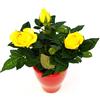 POWERS TO FLOWERS - ROSA GIALLA IN VASO CERAMICA ROSSO, VASO 12CM, pianta vera