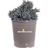 eGarden.store Pianta di Ginepro Pianta di Juniperus Squamata Blue Star pianta da esterno conifera nana tappezzante pianta ornamentale di Ginepro pianta vera venduta da eGarden.store