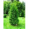 Vivaio di Castelletto Tuia Thuja occidentalis Brabant pianta da siepe in vaso ø18 h. 70/100 cm - Vivaio di Castelletto