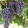 SSNSFX I tuberi d'uva sono resistenti al freddo e facili da coltivare. Goditi la dolcezza dell'uva che coltivi.-2 Rizoma-C